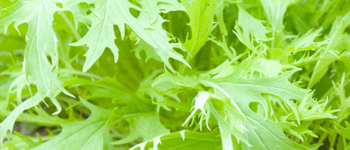 水菜の育て方