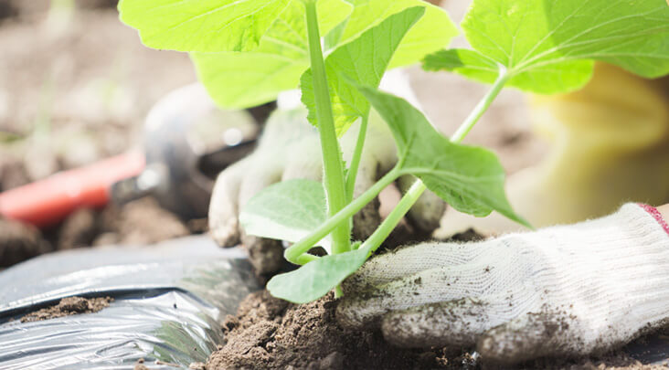 野菜の苗の植え付け方法（定植）