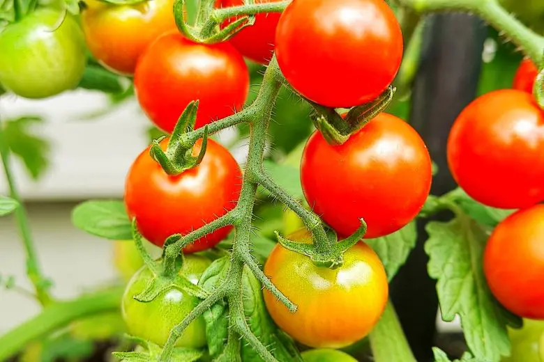 家庭菜園のコツ：初心者でも簡単に始められる野菜づくりガイド | 休日菜園
